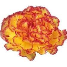 Carnations Purple Carnations Carnation Wedding Flowers Yellow Carnations