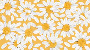 All free download vector graphic image from category abstract background. Soft Pastel Color Floral 3d Illustration On Orange Background Royalty Free Cliparts Vectors And Stock Illustration Image 79761921