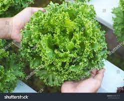 Iceberg Lettuce On Hands Vegetable Hydroponic Stock Photo 634614215 Shutterstock