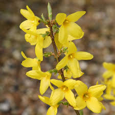 There are about 11 species, mostly native to eastern asia, but one native to southeastern europe. Buy Forsythia Forsythia Intermedia Lynwood Variety 17 99 Delivery By Crocus
