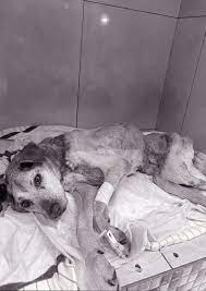 Elderly dog passes away after rescue from cruelty
