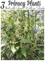 It's an easy way to improve privacy that. 3 Of The Best Privacy Plants For Shade Lehman Lane