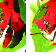 Image result for Cordia grandicalyx