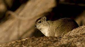 ما هو حيوان الوبر rock hyrax animals rock