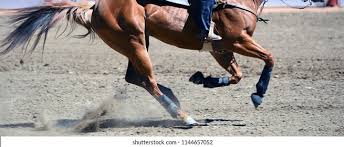 Check spelling or type a new query. Calgary Stampeders Logo Vector Ai Free Download