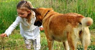 Comment Dire Je T Aime A Son Chien Chien Dresser Un Chien Education Chien