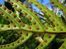 With small leaves around the stem, these plants grow anywhere from 7 inches to 26 feet tall, depending on species. Plant Reproduction Science Learning Hub