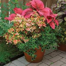 Image result for Coleus meyeri