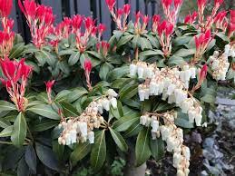 In botany, a bunch of flowers connected together may be called an inflorescence. April 2020 In The Neighbourhood Ubc Botanical Garden