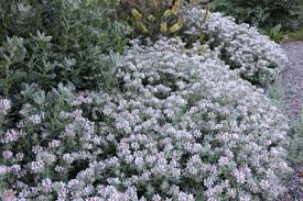 Image result for Monadenium hirsutum