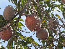 Large fruit, sometimes over 6 long, having similarities. Annona Wikipedia