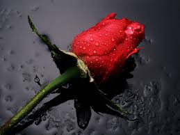 Image result for rose images