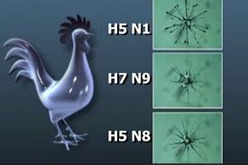 Risorse per 9 milioni di euro. Influenza Aviaria Le Normative Ue E Cosa E Successo Dal 2016 Al 2020 Agricultura It