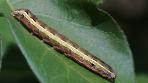 The pests must first consume a bit of treated tomato leaf. How To Get Rid And Prevent Black Worms In Tomatoes