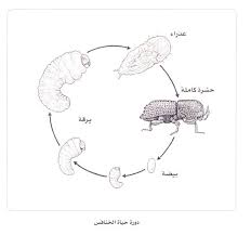 مراحل نمو الخنافس