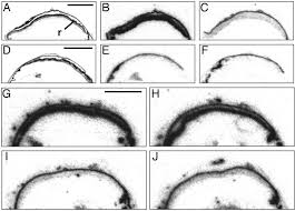 VPAC 2 receptors in the retina. [ 125 I]Ro25-1553 binding in wild-type...