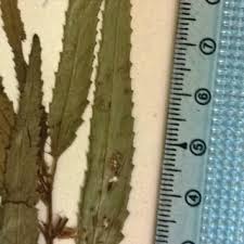 Image result for Corchorus schimperi