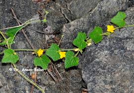 Image result for Cucumis engleri