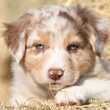 You should upgrade or use an alternative browser. 1 Australian Shepherd Puppies For Sale In Dallas Tx