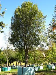 Image result for Kiggelaria africana