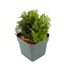 Image result for Elaphoglossum kivuense