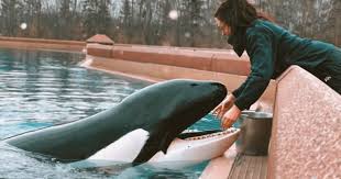 The tragic life of Kiska: World's loneliest orca, 44, dies after decades of captivity at Marineland - MEAWW