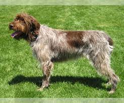 Our listings are from top breeders from around the country. Wirehaired Pointing Griffon Puppies For Sale In Oregon Usa Page 1 10 Per Page Puppyfinder Com