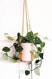 These low light plants can take areas away from the windows and darker corners of your rooms. The Best 9 Indoor Hanging Plants Even A Beginner Won T Kill Posh Pennies