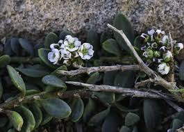 Image result for Corrigiola litoralis