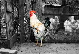 The type with the greatest risk is highly pathogenic avian influenza (hpai).bird flu is similar to swine flu, dog flu, horse flu and human flu as an illness caused by strains of influenza viruses that have adapted to a specific host. T2cggiuxc0m Dm