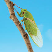 Cicada videos and sounds alarm squawks and mating calls is also very helpful for identifying cicada sounds. Cicada Sounds Noises What Do Cicadas Sound Like
