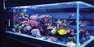 How To Set Up A Saltwater Aquarium