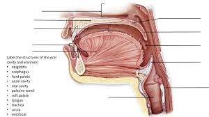 The spread of energy broadens the bandwidth of the resonators and decreases the energy at the center frequency. Solved Label The Structures Of The Oral Cavity And Envi Chegg Com
