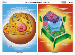 ESTRUCTURA