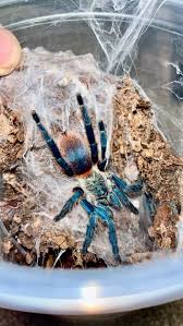 Image result for Tridactyle gentilii