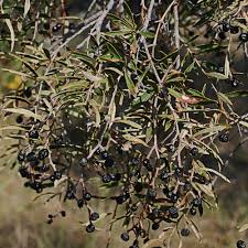 Image result for Ozoroa