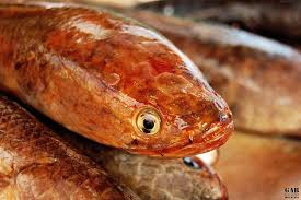 Assalamualaikum salam sejahtera semua lama dah man kumpaww tak mancing haruan so video kalini dengan menggunakan. Snakehead Fish Ikan Toman In English Difference Between Toman And Haruan Fish Fish Fish Soup Food Think You Re A Fish Expert Now Jaegertulip