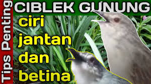 Suara ciblek kristal putih jantan belajar bunyi gacor nembak. Ciri Ciblek Gunung Jantan Betina Tips Penting Youtube