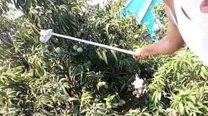 Cũng có vài cái vi vu chợ tình hay chợ phiên, du khách dễ dàng tìm thấy một món đặc sản sapa có cái tên khá lạ. Gache Fol Dhoreche Loker Nojor Poreche Youtube