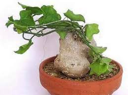 Image result for Zehneria scabra