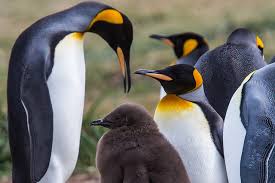 Most penguin species live in temperate or tropical places. Celebrate World Penguin Day With 15 Facts About Penguins In Chile