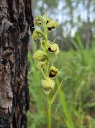 Image result for Orthochilus