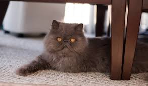 Himmies have their own personality traits, they are not quite persians and not quite siamese. Persian Cat Breed Information