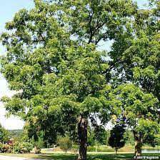 I have read that this is common for trees sold commercially. Buy Affordable Black Walnut Trees At Our Online Nursery Arbor Day Foundation Buy Trees Rain Forest Friendly Coffee Greeting Cards That Plant Trees Memorials And Celebrations With Trees And More