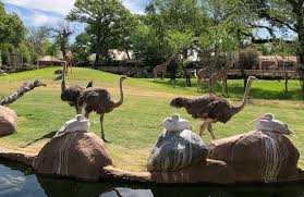 1 zoo in north america by usa today and home to 7,000 animals, the fort worth zoo aims to strengthen the bond between. Fort Worth Zoo Looks To Secure 10 Best Zoos Spot Again Fort Worth Magazine