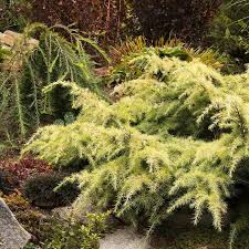 Purple pixie dwarf weeping loropetalum, groundcover evergreen shrub with purple foliage, pink blooms: Feelin Sunny Deodar Cedar Shrubs For Sale Fastgrowingtrees Com