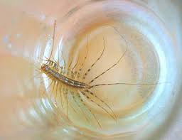 See why they are attracted to your kitchen. How To Identify And Deal With Basement Bugs Dengarden