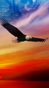 Bald eagles american flag 1280×768 wallpaper ecopetit cat. Iphone Eagle Wallpaper Hd Wallpaper