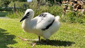 Justmemillie naked the second Chanel opens the door I was