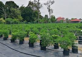 Dan untuk mencari jenis benih. Anim Agro Technology Usahawan B40 Cili Centil Di Muar